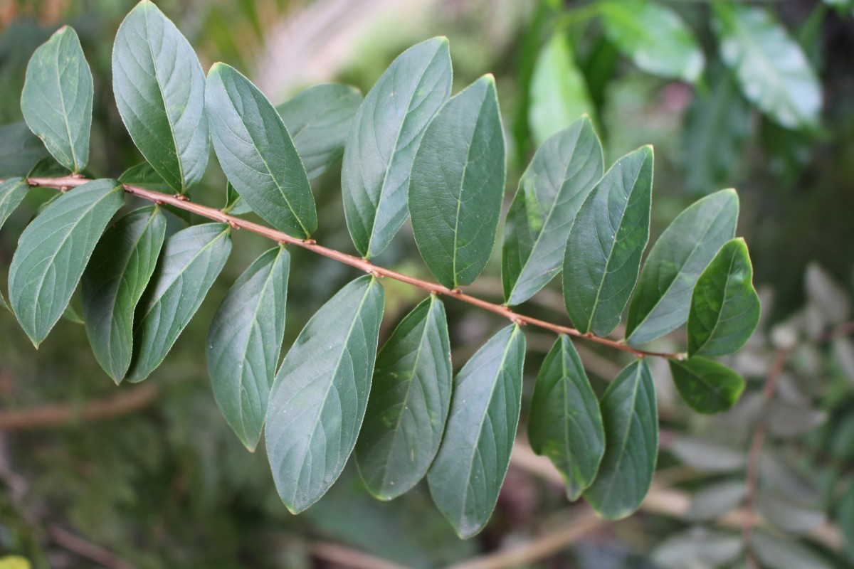 Lagerstroemia indica L.